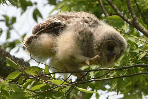 フクロウ雛DSC_358672_