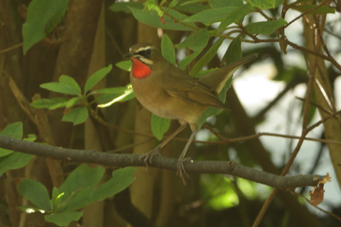 ノゴマ♂DSC_380607__00001