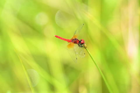 ハッチョウトンボ♂DSC_425749__00001