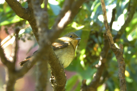 キビタキ♀DSC_381391__00001