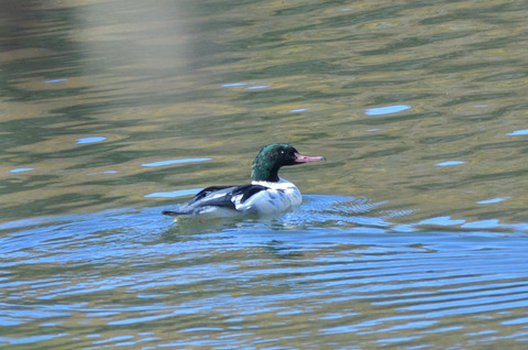 カワアイサ♂DSC_444540__00001