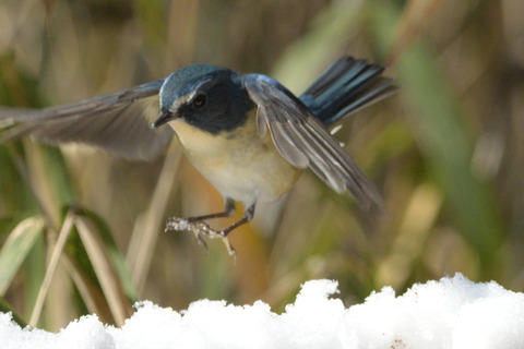 ルリビタキ♂DSC_395530__00001