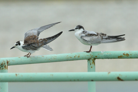 ハジロクロハラアジサシ＆クロハラアジサシDSC_432006__00001