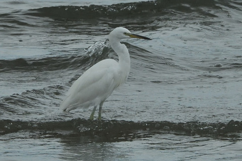 カラシラサギDSC_431412__00001