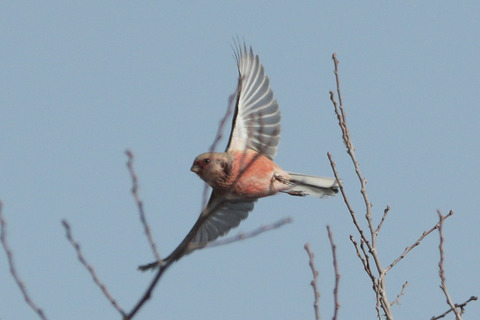 ベニマシコ♂DSC_393683__00001