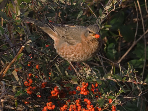 ハチジョウツグミ-20200211-P2114518