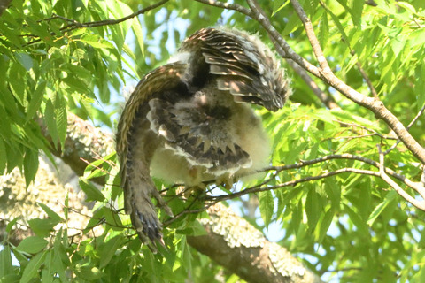 フクロウ雛DSC_358538_