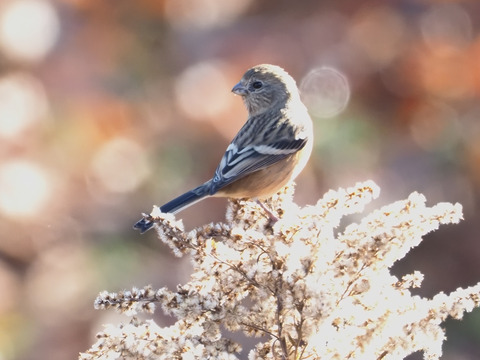 ベニマシコ♀　PC130076_00001