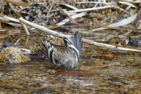 ベニマシコ♀DSC_456451__00001