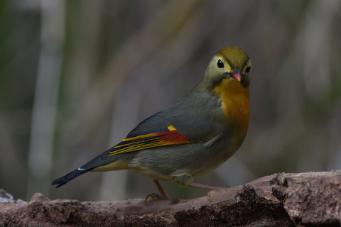 ソウシチョウDSC_4076_346629_