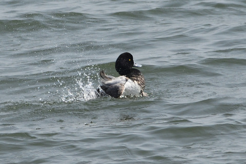 スズガモ♂DSC_468707_