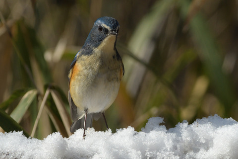 ルリビタキ♂DSC_395533__00001