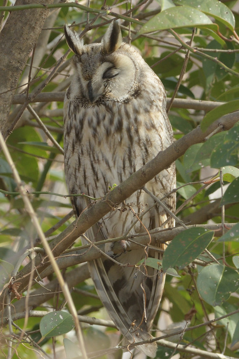 トラフズクDSC_393967__00001