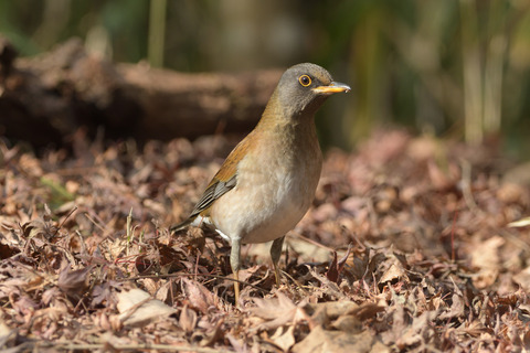 シロハラDSC_388145__00001