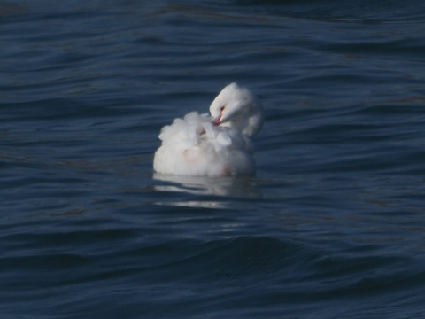 カンムリカイツブリ（白化）-20200211-P2114226