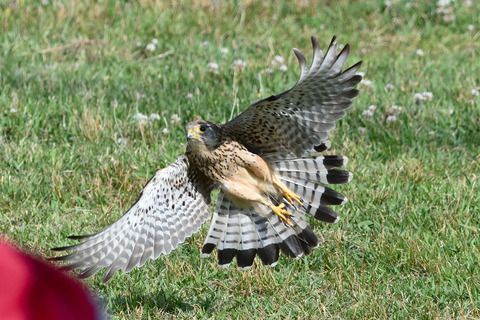 チョウゲンボウDSC_480932_