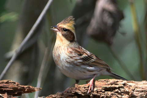 ミヤマホオジロ♀DSC_466783_