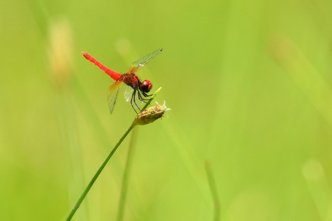 ハッチョウトンボ♂DSC_425799__00001