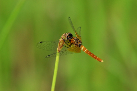 ハッチョウトンボ♀DSC_483509_