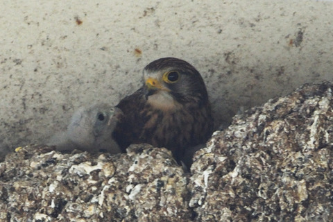 チョウゲンボウ親子DSC_360599_