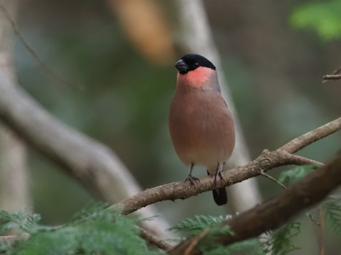 アカウソ♂　PC130188_00001