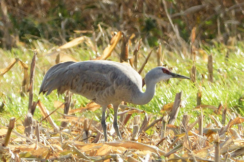 カナダヅルDSC_388596__00001