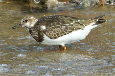 キョウジョシギ♀DSC_433993__00001