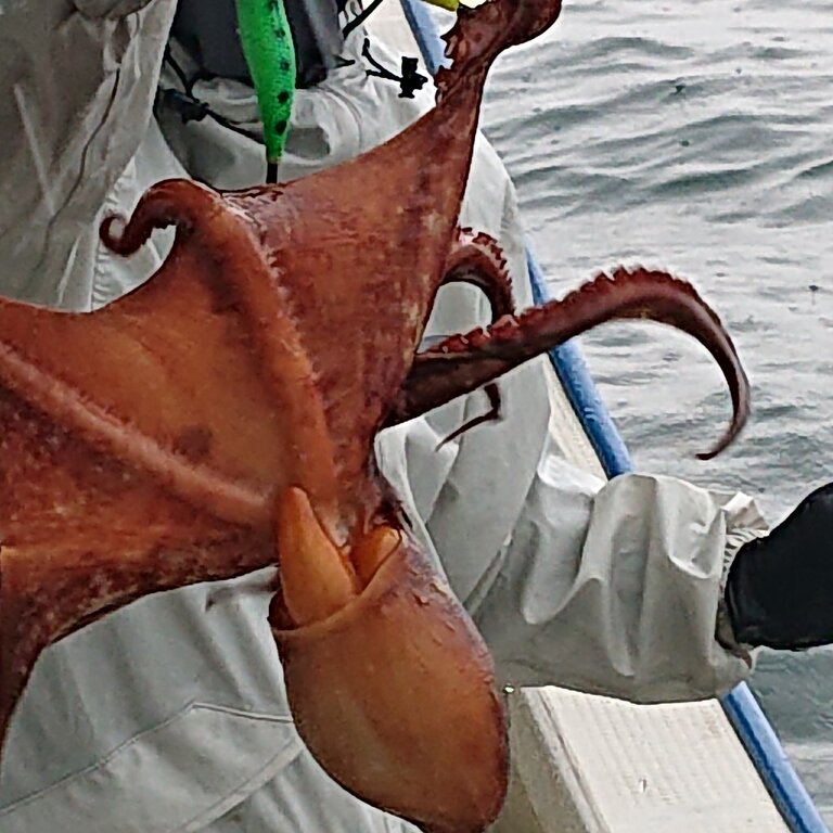 6月16日 水曜日 たこ釣り 明石釣り船たかみまるの釣果blog