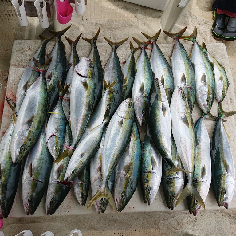 9月13日 金曜日 ハマチ飲ませ釣り 明石釣り船たかみまるの釣果blog 9月13日 金曜日 ハマチ飲ませ釣り 明石釣り船たかみまるの釣果blog