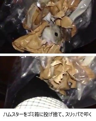 画像 ハムスター虐待動画を投稿で炎上 特定 少年 犬や猫の虐待だけ非難される風潮への問題提起だった 赤速まとめ 画像 ハムスター虐待動画を投稿で炎上 特定 少年 犬や猫の虐待だけ非難される風潮への問題提起だった 赤速まとめ