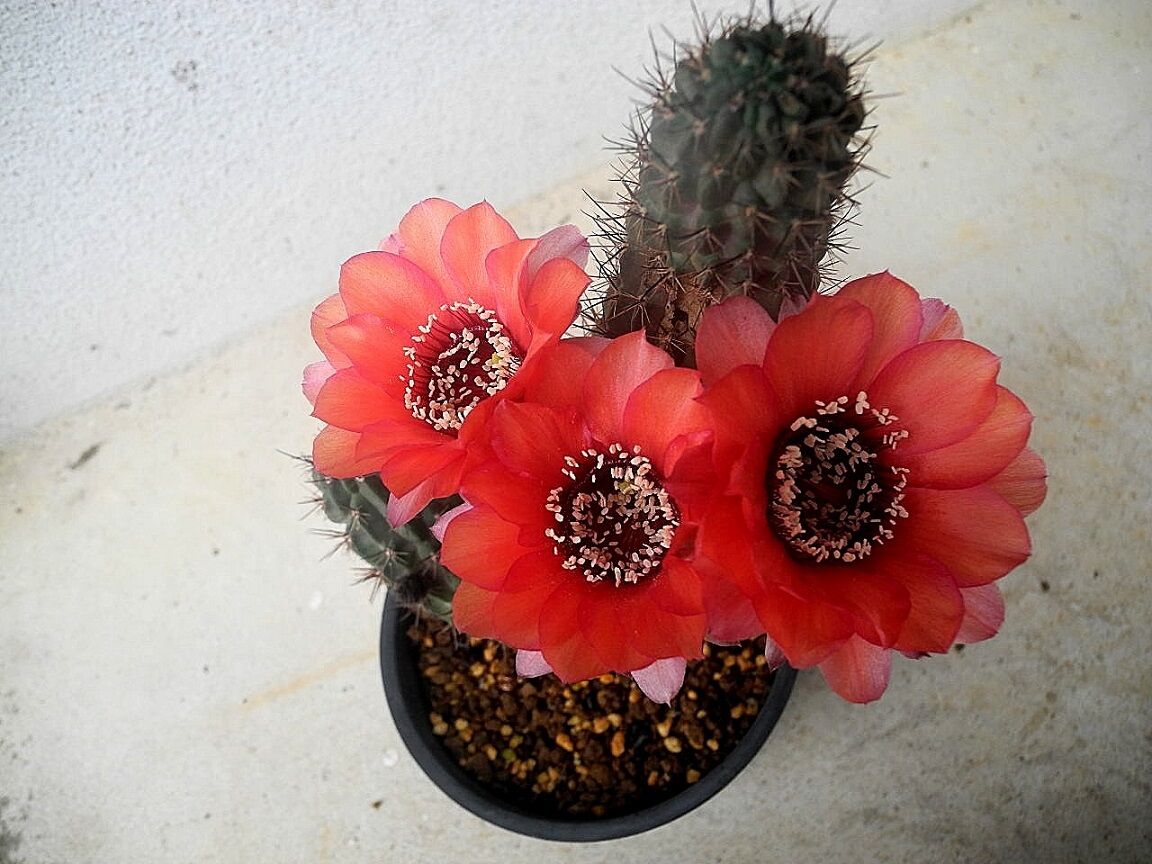 アンデスの花 ロビビア 紅笠丸 花酔いの語り部のblog アンデスの花 ロビビア 紅笠丸 花酔いの語り部のblog