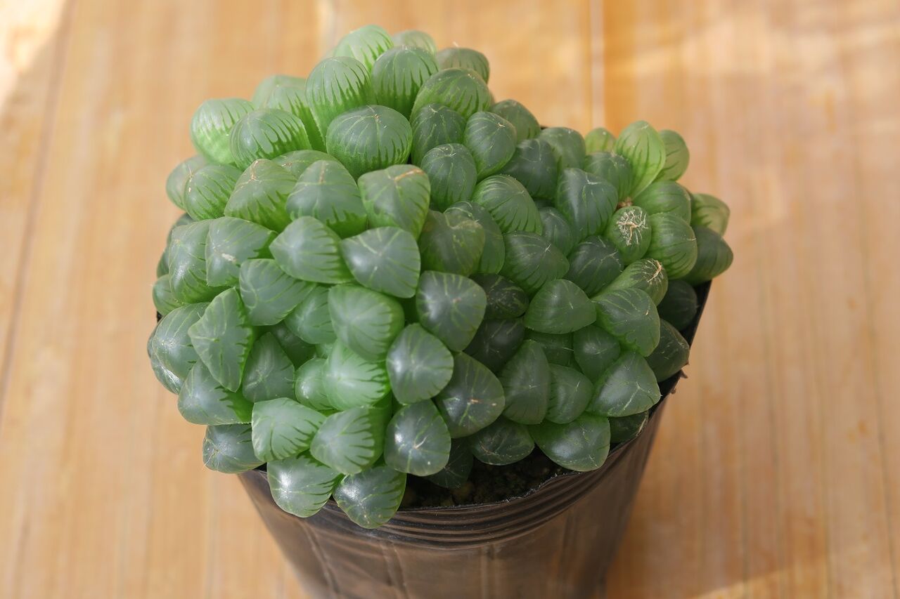 多肉植物 ハオルチア オブツーサ 花酔いの語り部のblog