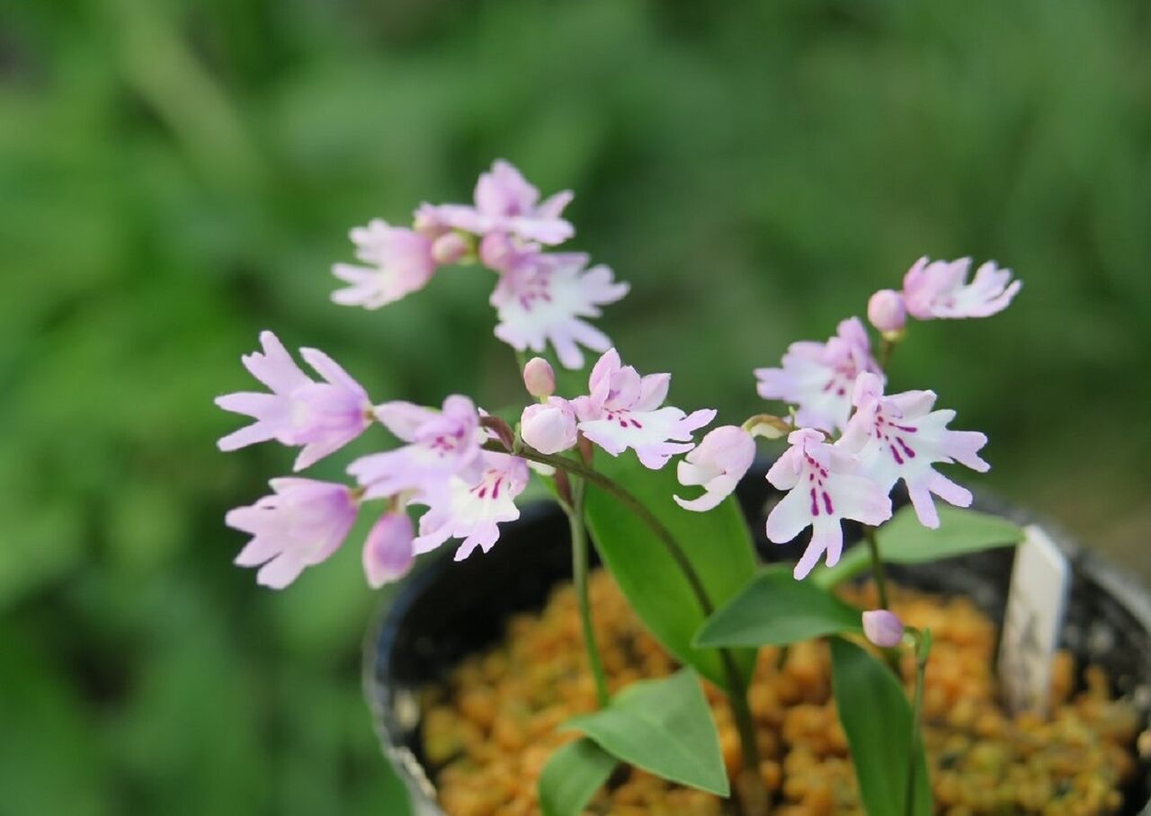 イワチドリ 菊咲 花酔いの語り部のblog