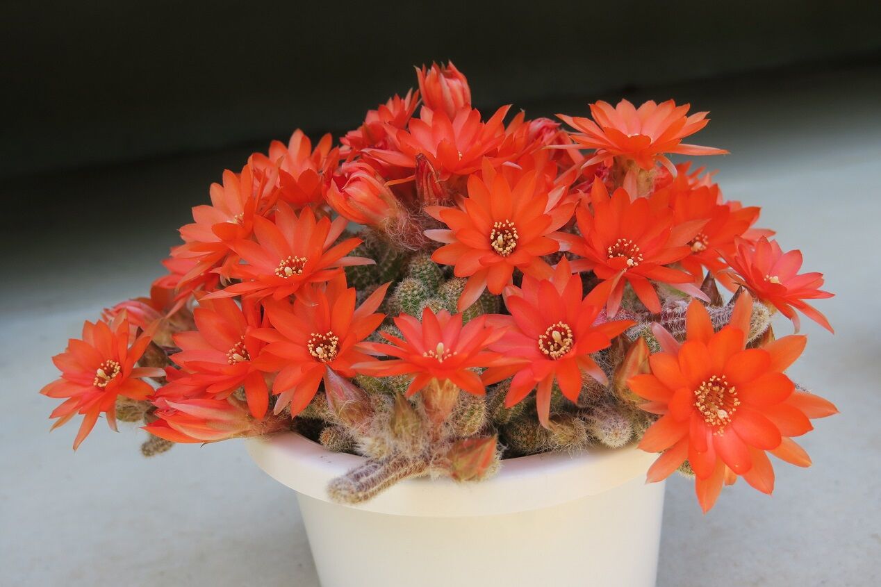 アンデスの花 ファッションショー その1 花酔いの語り部のblog アンデスの花 ファッションショー その1 花酔いの語り部のblog