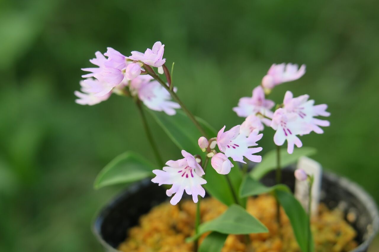 イワチドリ 菊咲 花酔いの語り部のblog