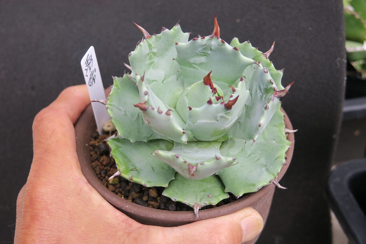 アガベ 雷帝と怒雷神 : 花酔いの語り部のblog