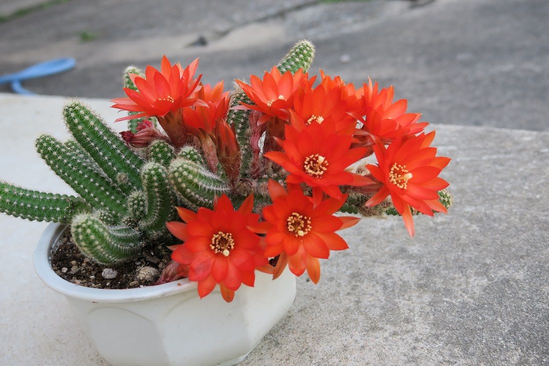 サボテン 白檀 花酔いの語り部のblog