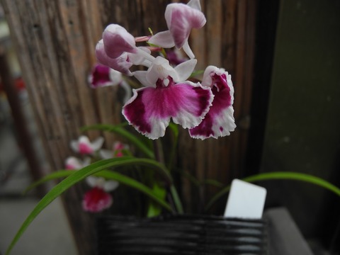 DSCN6010