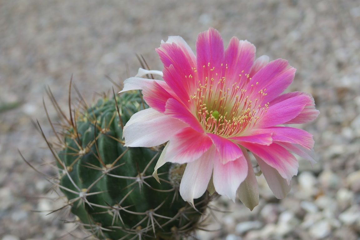 アンデスの花 緋絞丸 花酔いの語り部のblog アンデスの花 緋絞丸 花酔いの語り部のblog