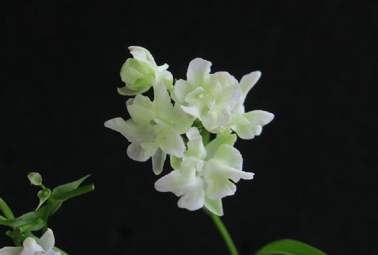 ウチョウラン 緑系変花 花酔いの語り部のblog