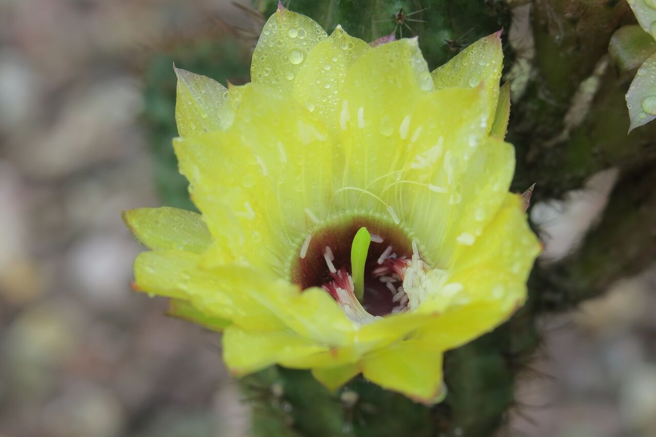 アンデスの花 紅笠丸 花酔いの語り部のblog アンデスの花 紅笠丸 花酔いの語り部のblog