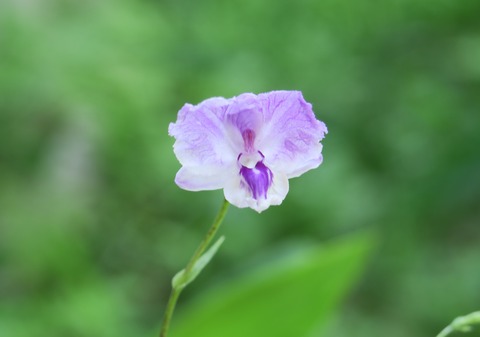 IMG_1099
