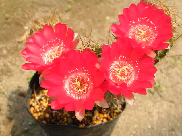 イメージ 2