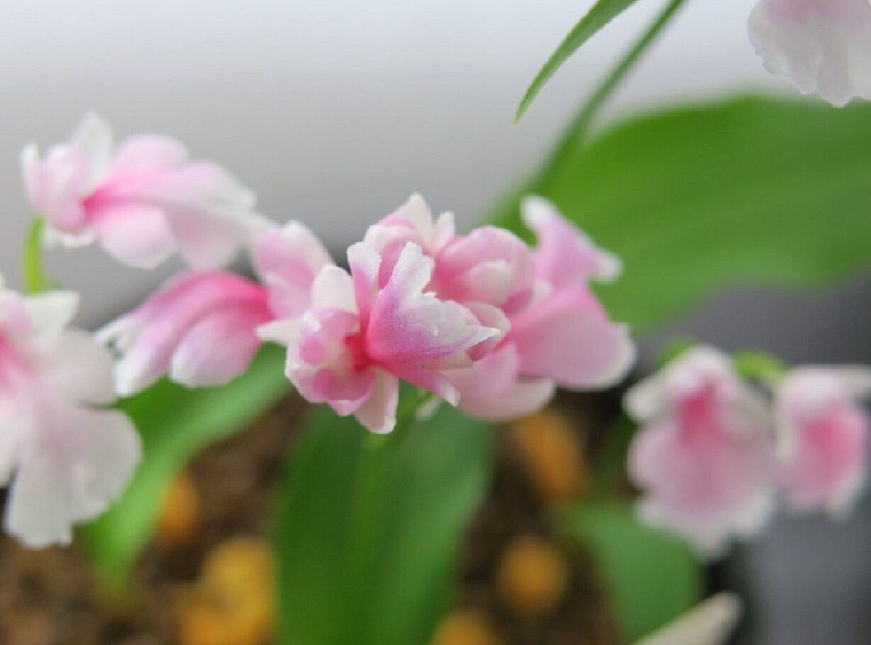 イワチドリ 桃色吐息 花酔いの語り部のblog