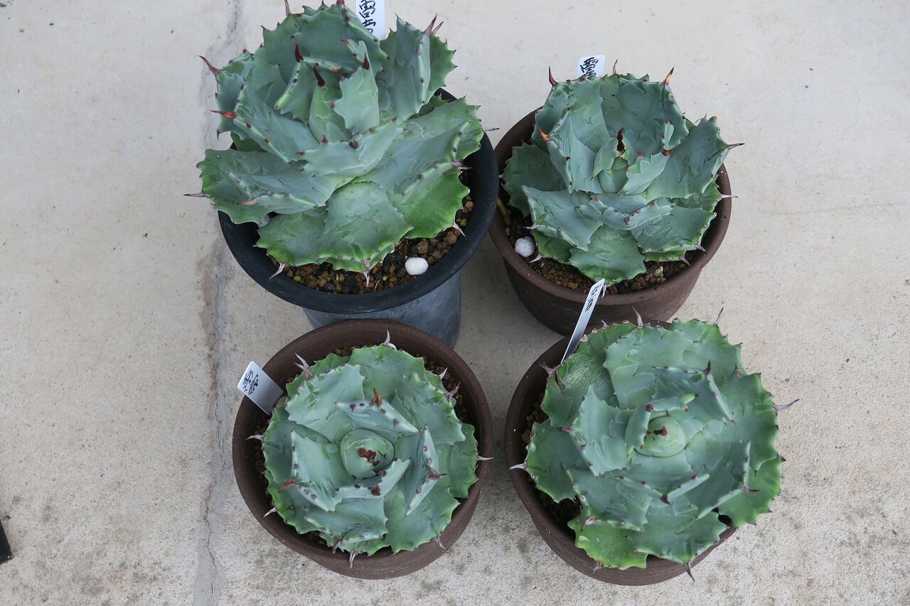 アガベ 雷帝と怒雷神 : 花酔いの語り部のblog