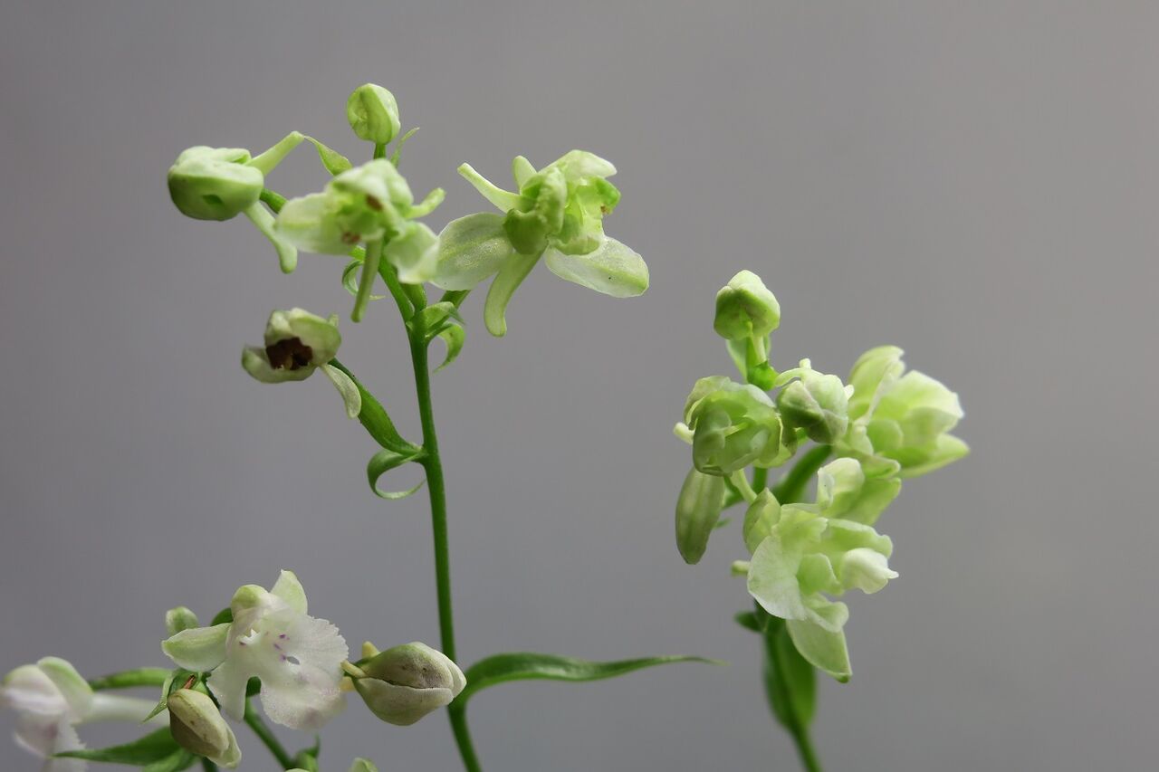 ウチョウラン 緑系変花 花酔いの語り部のblog