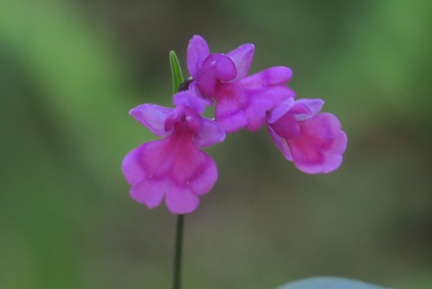 IMG_2495 - コピー