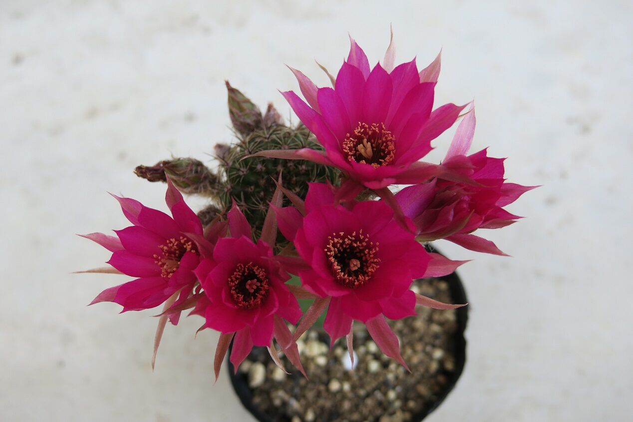 アンデスの花 ファッションショー その１ 花酔いの語り部のblog
