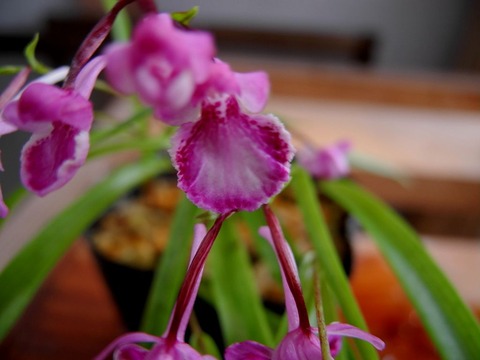 赤虹２