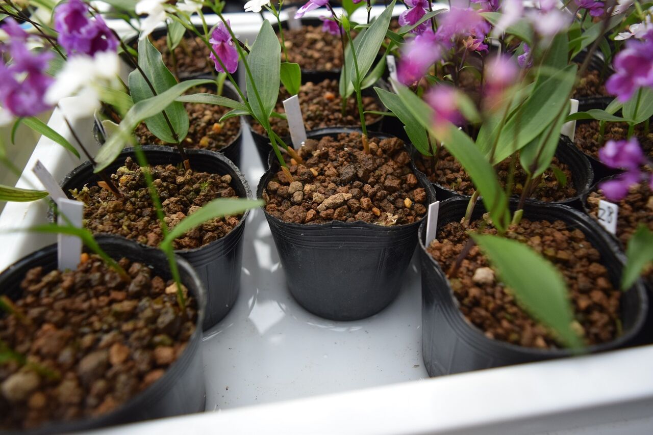 我流栽培 イワチドリ ウチョウラン 花酔いの語り部のblog